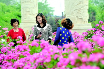 中华月季园内的月季开得正艳,游客不时拿起相机拍照