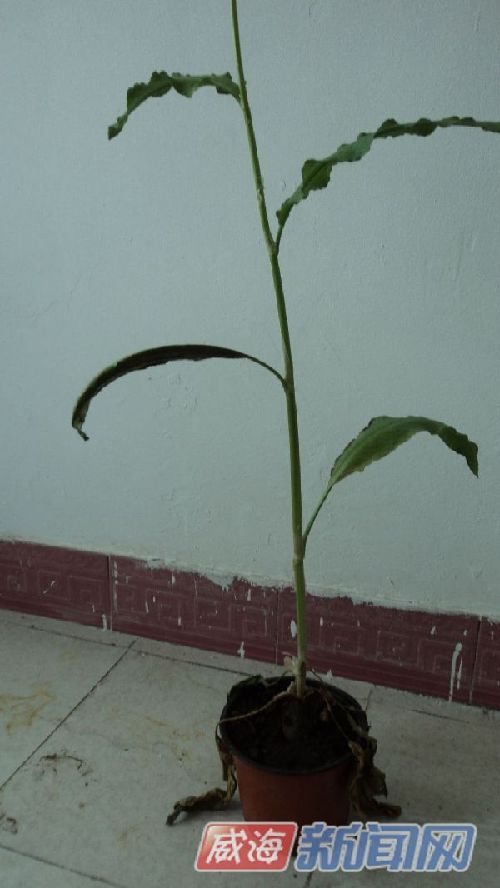 牡丹花长成草