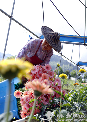 花农采摘非洲菊