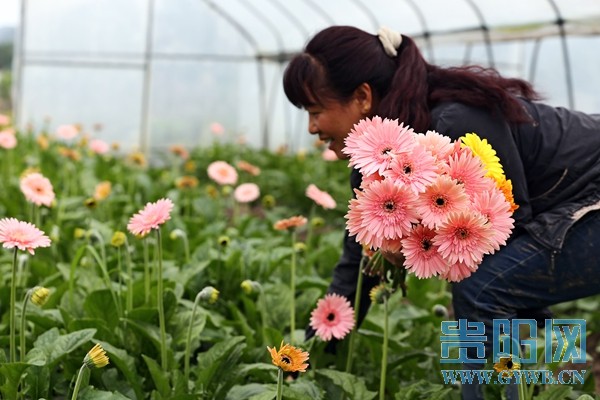 花农在园区内采摘非洲菊