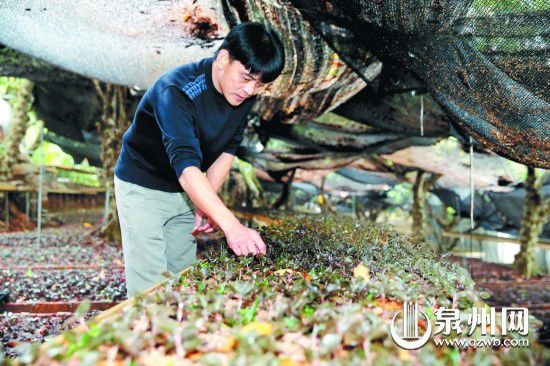 林连国查看金线莲生长情况 陈起拓 摄