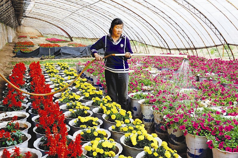 花农在大棚里浇花