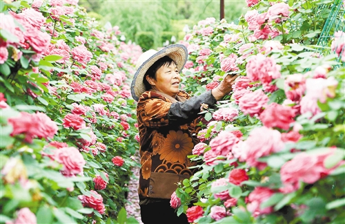 工人正在给月季花墙剪枝