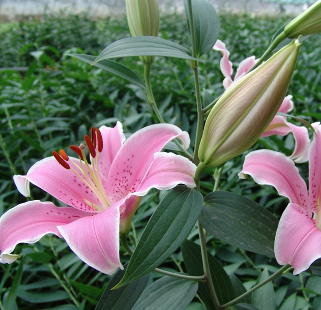 "7月6日,记者慕名来到位于沂水马站镇的百合花卉苗木现代农业园区