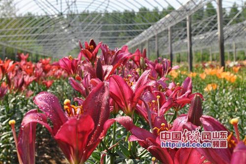 山东沂水马站镇：百合花开醉游人