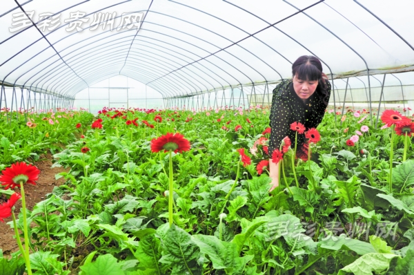 高言慧在采摘鲜花