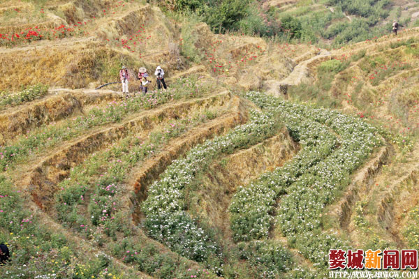 金华：徜徉玫瑰花海 体验乡村慢生活