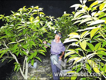 花农正在清点白兰花