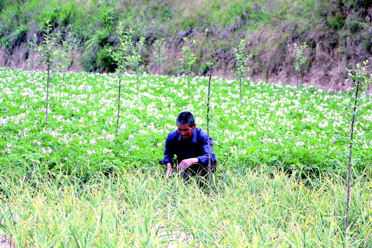 八里镇关道岔村种植户在查看大蒜成熟度