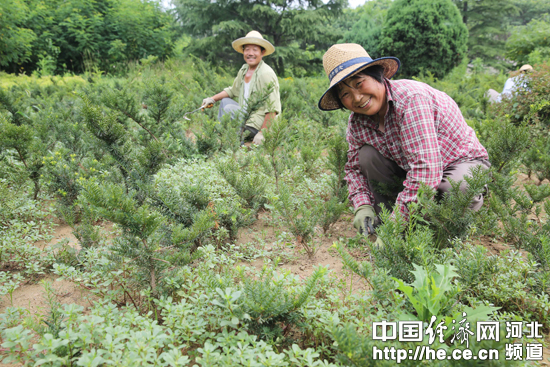 黄北村农民王庆林清理红豆杉苗田中的杂草