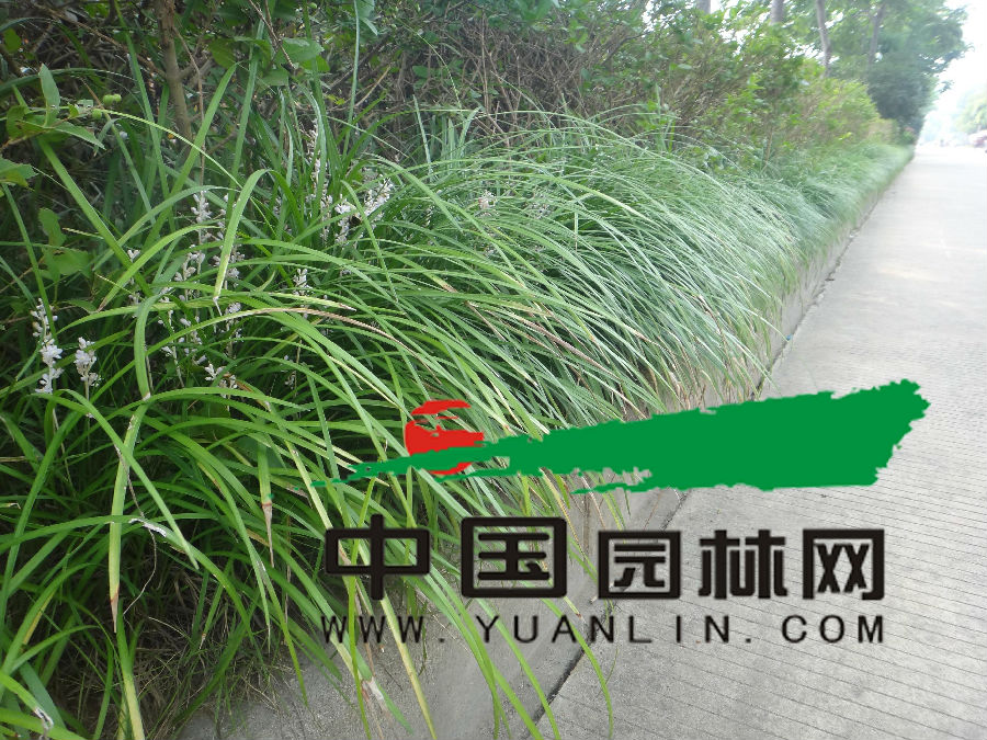 种植于道路花坛的细叶麦冬草