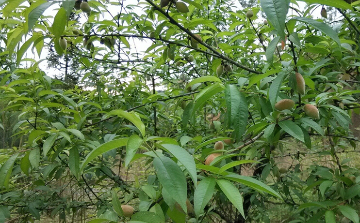 桃花山上的致富希望 （图片来自互联网）