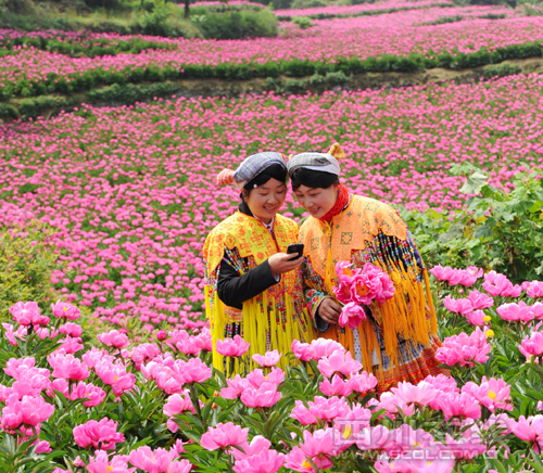 芍药花开迎客来（康宁 摄）