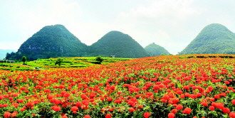 流光溢彩万寿菊