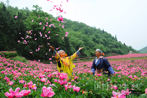 芍药花开迎客来（康宁 摄）