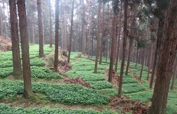 林药模式