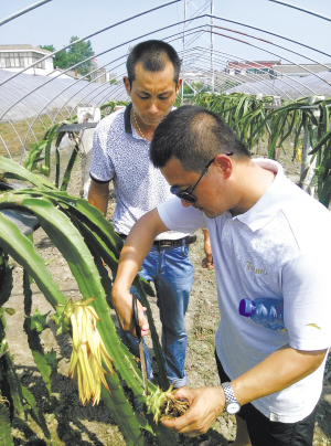 杨占臣和同事禹海鑫蹲在月季地里