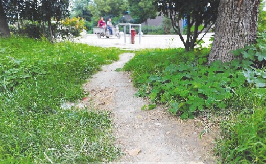 绿化带被踩出条条“小道”