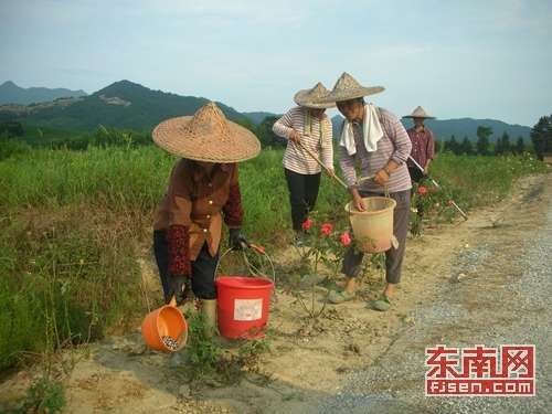 贫困母亲冒着酷暑在基地劳作