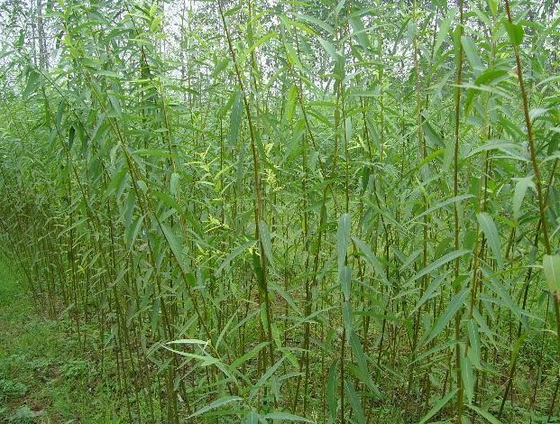 河北:竹柳种植成鄚州致富新产业