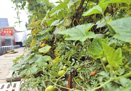 绿化带变菜园子行道树变南瓜架