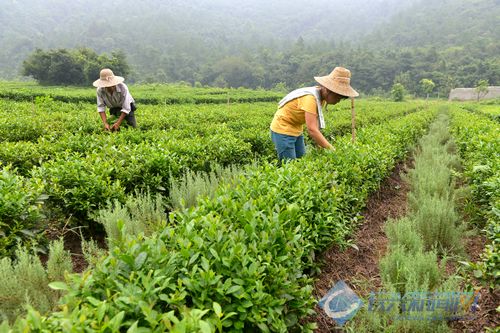 茶农采摘茶叶