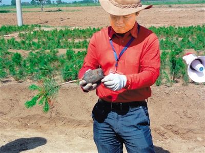 廖理纯正在讲授樟子松树种植方法