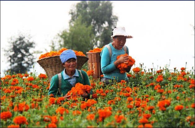 花农在采摘万寿菊