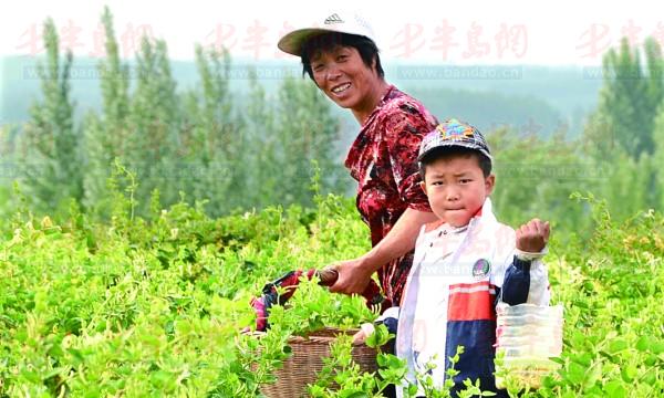 附近的村民带着孩子来采摘金银花