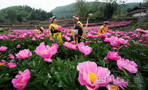 芍药花开迎客来（康宁 摄）