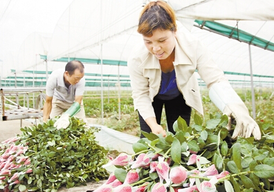 林斌华正在花棚组织鲜花转运