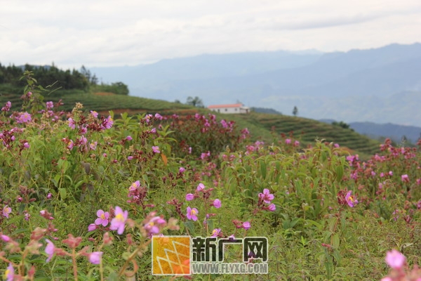 蝴蝶谷的一片花海