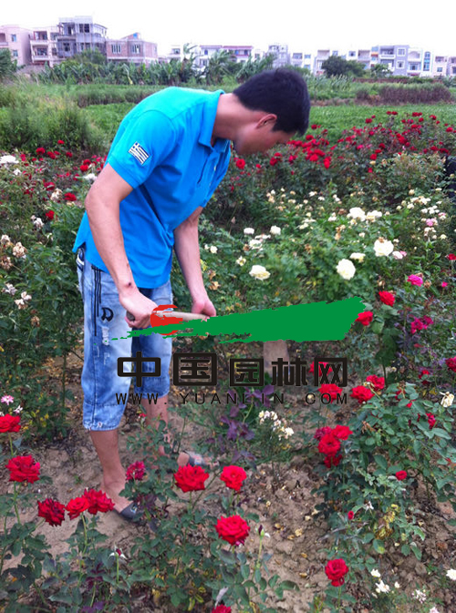 袁晓辉在月季园中精心管理月季