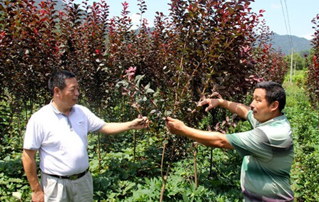 日前，岳西县店前镇人大代表郑金华（右）正在查看红叶李的长势。