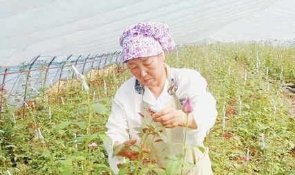 玫瑰大棚