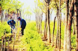 村民在苗木基地打工