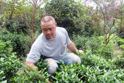 梁勇在紫薇树下为栀子花除草