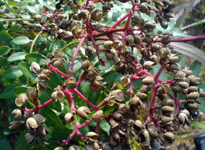 花椒树