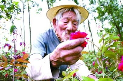 张万银老人采摘玫瑰花