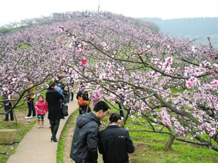 游客在赏花 资料图