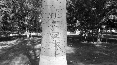 树上被乱刻字