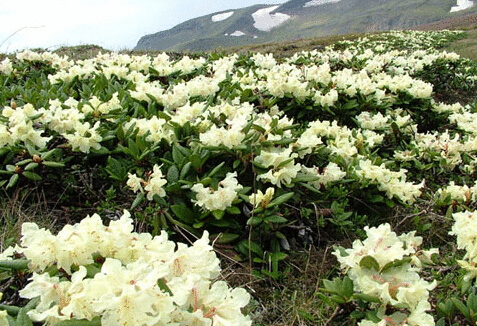 高山杜鹃