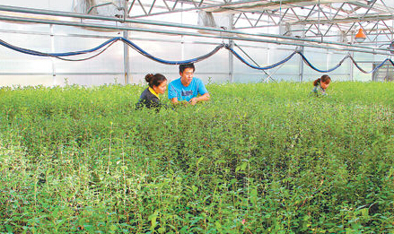 山丹县十里堡林场职工在自控温室管理苗木