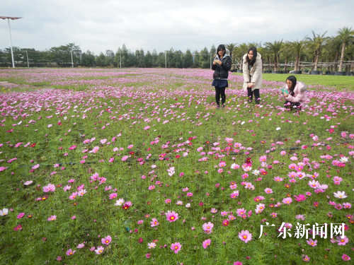 游客正在广东万顷园艺世界一片花海前观赏桑格花