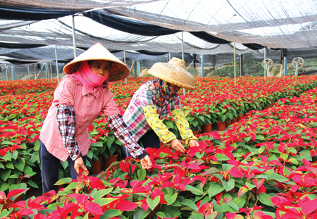 在花卉基地内，养护工正在护理鲜花，准备出售。 曾祥河摄