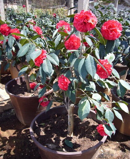 茶花（资料图）