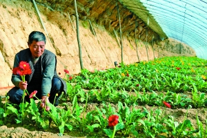 工人正在采摘非洲菊