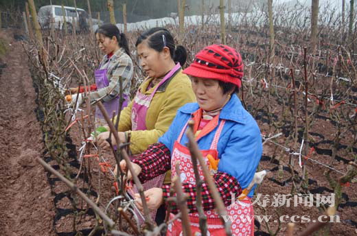 留守妇女在苗圃工作