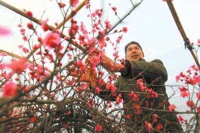 花农与花 孙猛摄