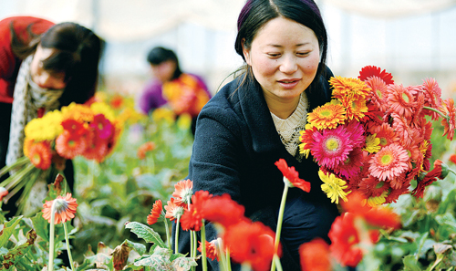 俞燕仙在开心采摘花圃的非洲菊